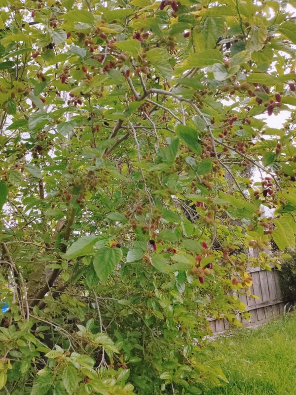 桑葚开花是什么样子 在几月份开花结果