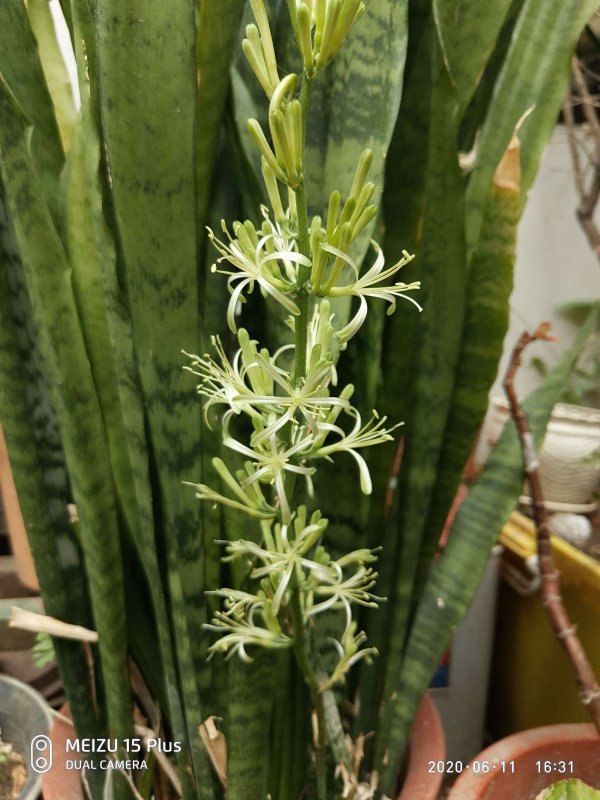 虎皮兰开花是什么样子的 开花是好兆头