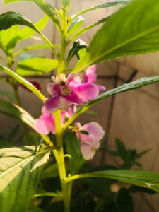 小仙女开花是什么样子 在什么时候开花
