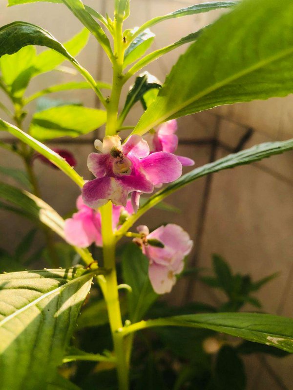 小仙女开花是什么样子 在什么时候开花