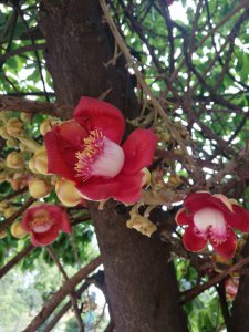 菩提开花是什么样子 开花什么意思