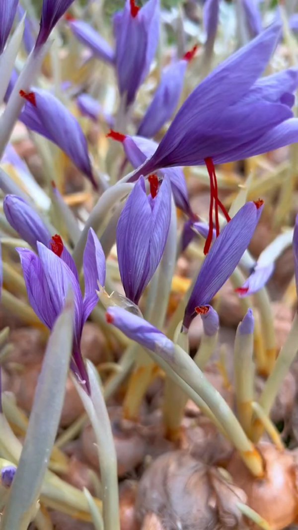 藏红花开花是什么样子 开花的花朵颜色