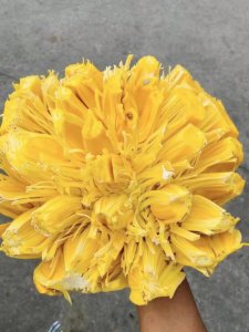 菠萝蜜开花是什么样子 开花颜色与时间