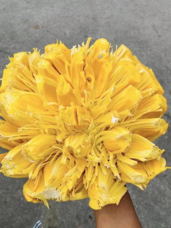 菠萝蜜开花是什么样子 开花颜色与时间