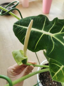 海芋开花是什么样子的 开花是怎么回事