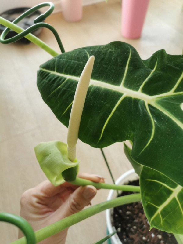 海芋开花是什么样子的 开花是怎么回事