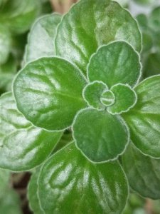 一抹香开花是什么样子 开花是什么意思
