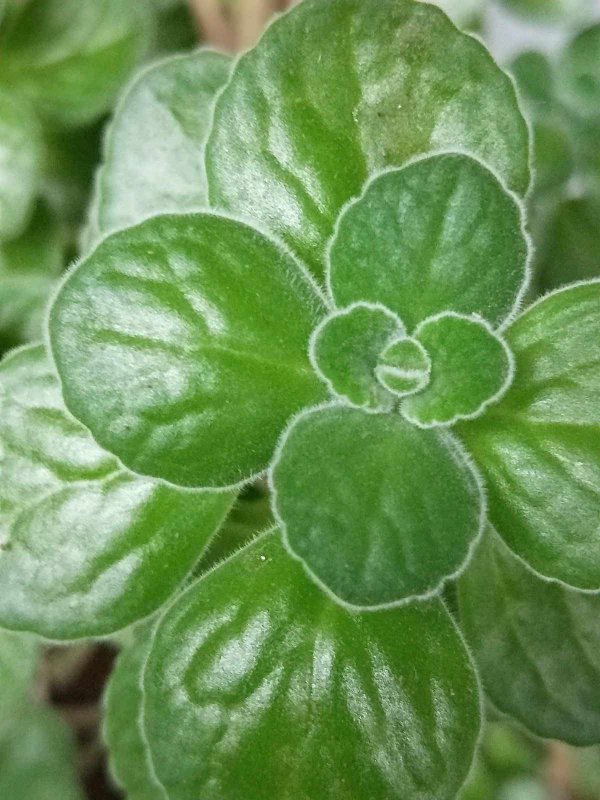 一抹香开花是什么样子 开花是什么意思