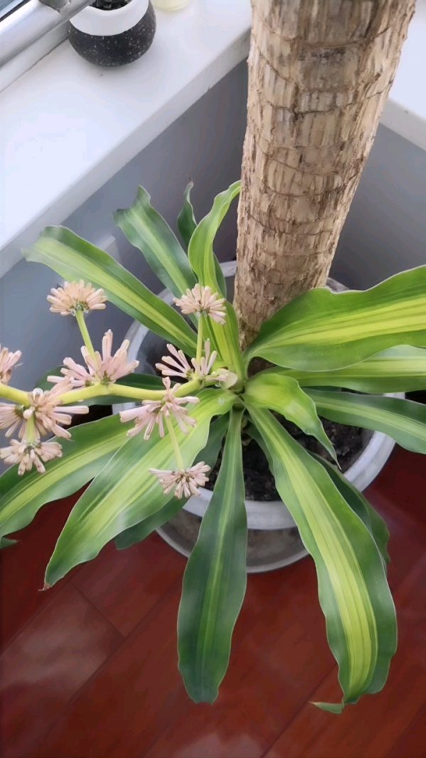 巴西木开花是什么样子 开花意味着什么