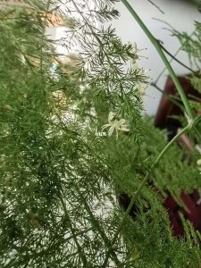 文竹开花是什么样子的 开花意味着什么意思