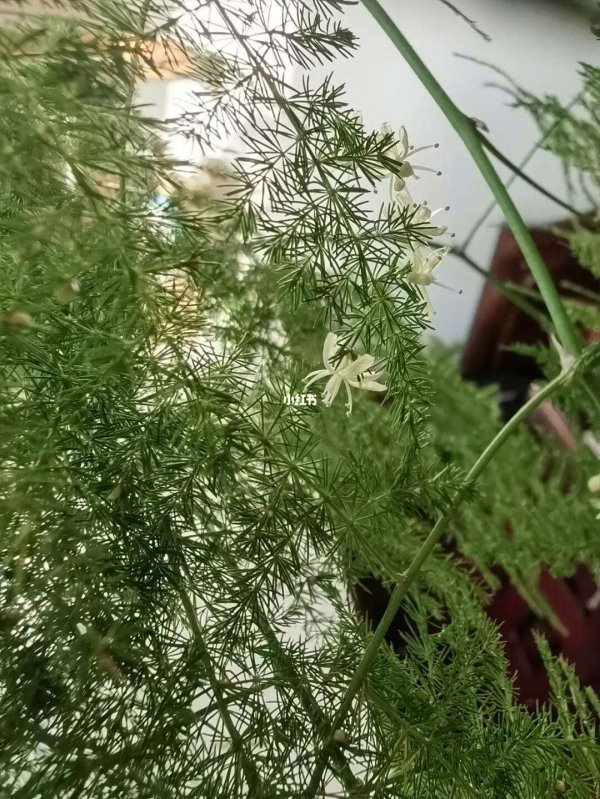 文竹开花是什么样子的 开花意味着什么意思