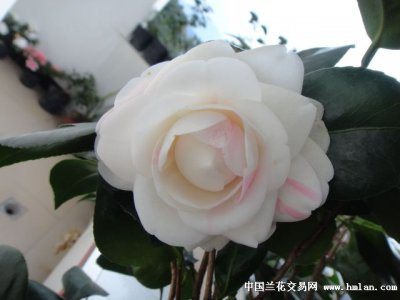 碧玉开花是什么样子的 开花图片欣赏