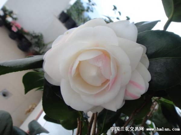 碧玉开花是什么样子的 开花图片欣赏