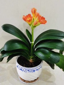 君子兰开花是什么样子的 开花预示着什么