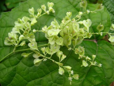 何首乌开花是什么样子的 开花图片