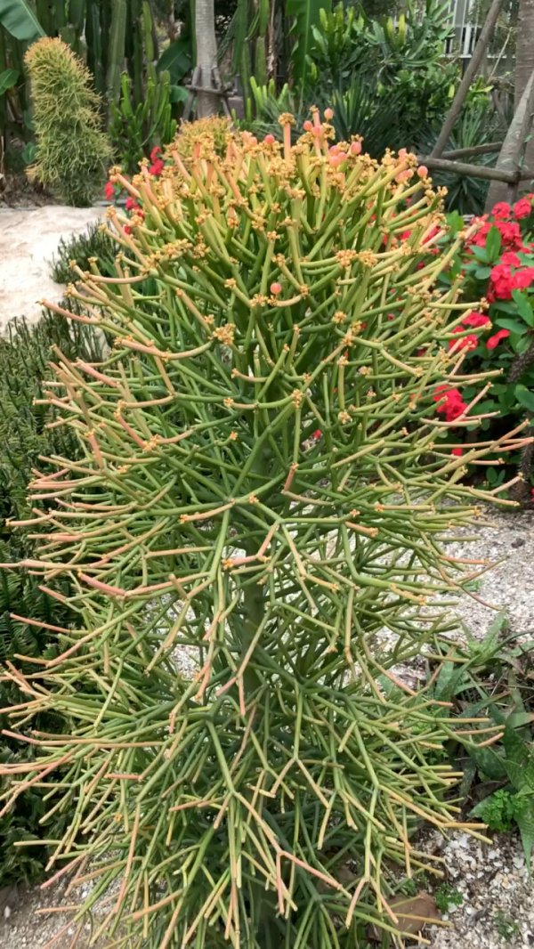光棍树开花是什么样子 开花意味着什么