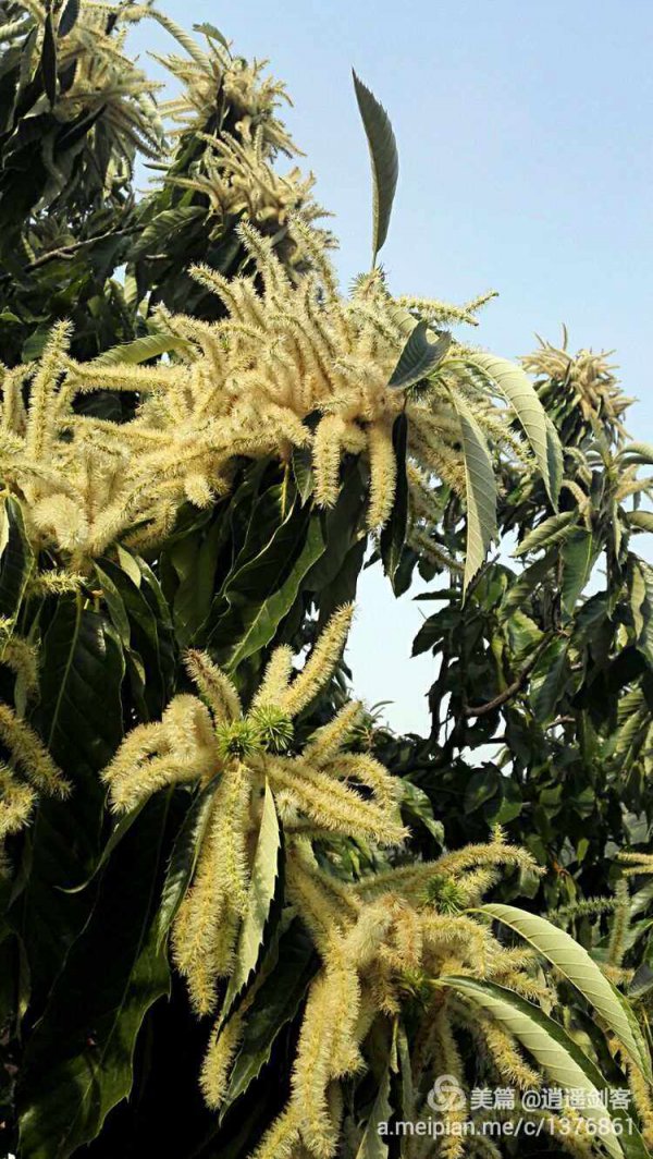 板栗树开花是什么样子 在什么时候会开花