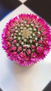 仙人球开花是什么样子的 开什么颜色花