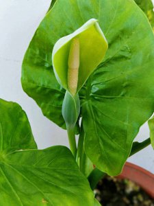 观音莲会开花吗 开花是什么样子的