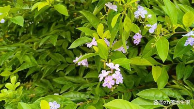 连翘是什么花序类型 属于圆锥花序