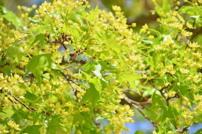 红枫开花是什么样子的 在什么季节开花