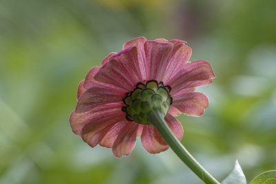 菊花是什么花序类型 属于头状花序