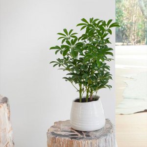 阳光植物盆栽推荐 喜阳植物盆栽有哪些