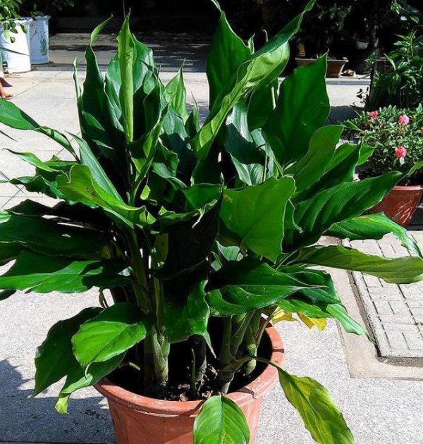 辟邪植物盆栽有哪些