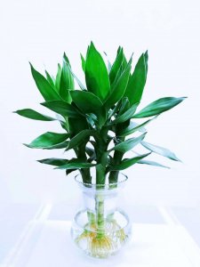 水培盆栽有哪些 常见水培植物盆栽品种