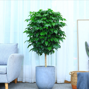 哪些植物盆栽属于五行木？ 五行属木的植物盆栽有哪些