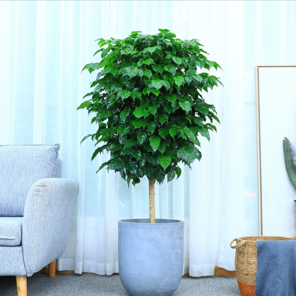 五行属木的植物盆栽有哪些