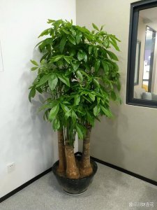 吉祥寓意的室内植物推荐 寓意吉祥的室内盆栽有哪些