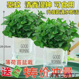 驱蚊的盆栽有哪些 有驱蚊效果的植物盆栽