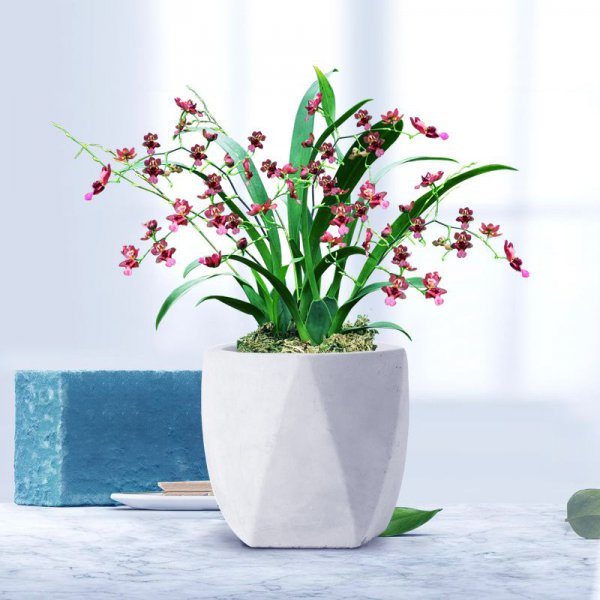 会散发香味的花盆栽有哪些