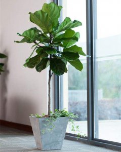 室内大叶植物盆栽有哪些 室内适合的大叶植物盆栽推荐