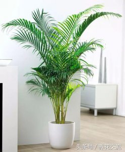 耐寒室内绿植大型盆栽有哪些 适合冬季的室内大型耐寒盆栽有哪些