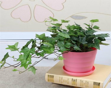 耐寒绿植盆栽推荐 不怕冷的绿植盆栽有哪些