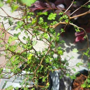 苦科植物盆栽有哪些 苦科植物的盆栽选择有哪些？