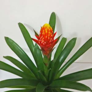 火属性植物盆栽推荐 五行属火的植物盆栽有哪些