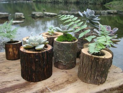木本植物盆栽有哪些 常见木本植物盆栽种类