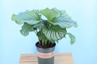 适合阴暗环境的室内植物推荐 最耐阴的室内植物盆栽有哪些