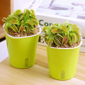 室内防蚊植物盆栽推荐 室内驱蚊虫植物盆栽有哪些