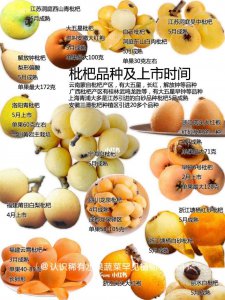 枇杷多久成熟 从开花到成熟要多久