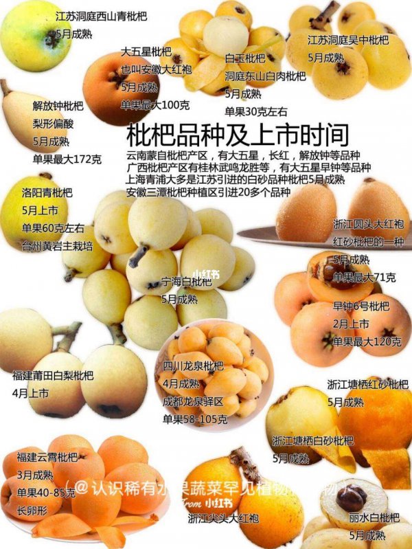 枇杷多久成熟 从开花到成熟要多久