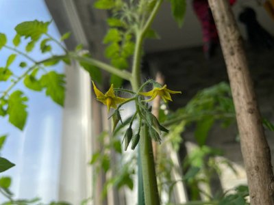圣女果多久成熟 从开花到成熟多少天