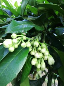 柚子多久成熟 从开花到成熟要多长时间
