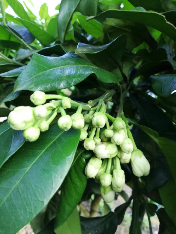柚子多久成熟 从开花到成熟要多长时间