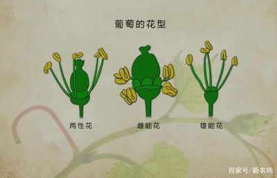 葡萄多久成熟 开花到成熟要多长时间
