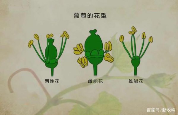 葡萄多久成熟 开花到成熟要多长时间