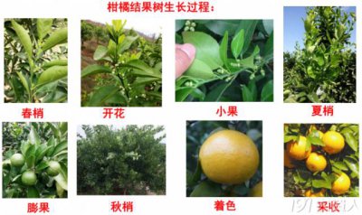 金桔多久成熟 开花到结果成熟要几个月